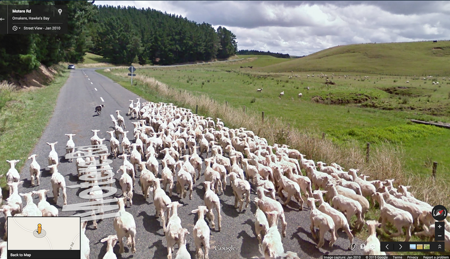 google_sheep_view