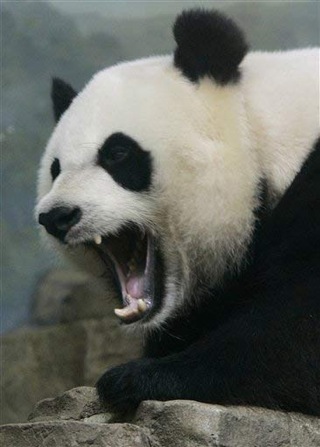 scary-panda